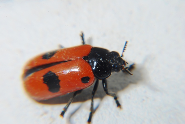 Clytra laeviuscula